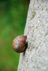 snail creeping up