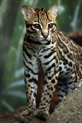 Watching For Prey