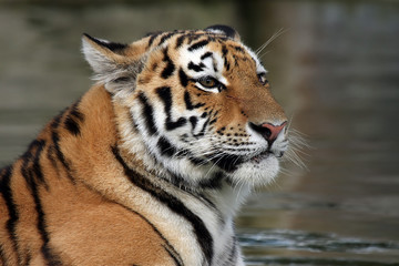 Angry Tiger Cub