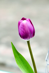 Fototapeta premium Purple tulip