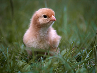 A little chick on the green grass