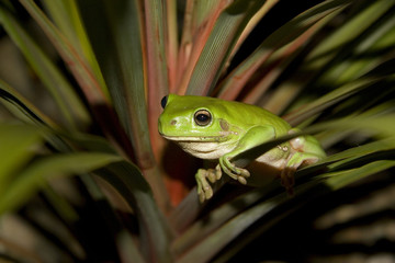 Naklejka premium the green tree frog