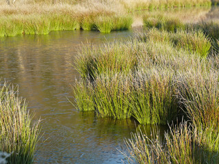 river with vegetation