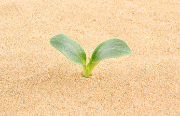 Green plant growing through sand
