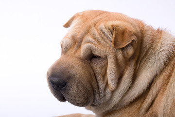 sharpei dog
