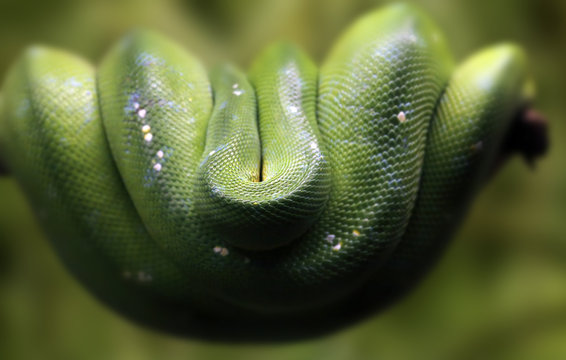 Green tree python