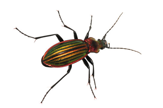 C&aacute;rabo (Carabus lineatus lateralis)