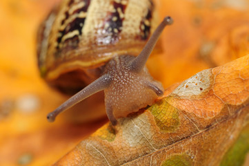 Caracol comiendo