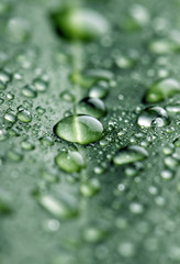leaf with drops of water