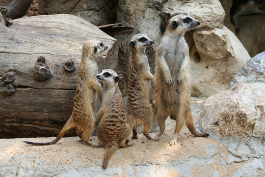 groupe de suricates