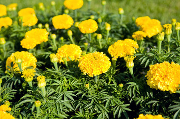 Yellow marigold