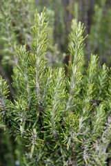 Planta de eneldo. México.