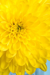 Yellow Chrysanthemum