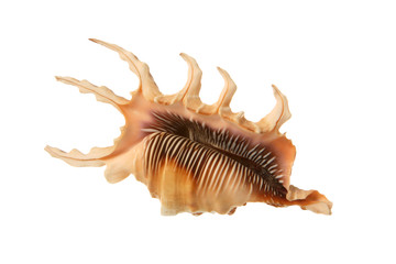 Beautiful spider-like seashell isolated on white