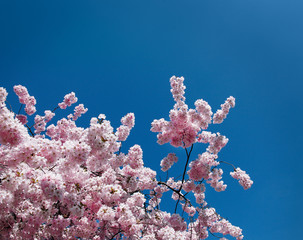 Fototapeta na wymiar kirschblüte