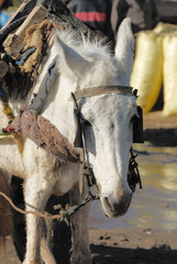 petit âne blanc © beatrice prève