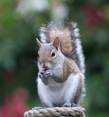 Squirrel