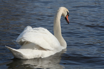 Obraz premium Biały łabędź