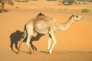 Dromadaire dans le désert
