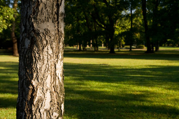 Park with a nearby tree