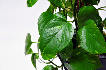 Zimmerpflanzen Blatt