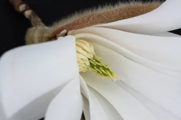 Crédence de cuisine en verre imprimé Magnolia magnolia étoilé