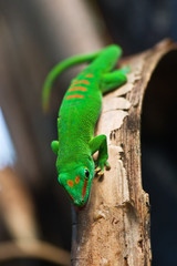 Green Madagascar gecko