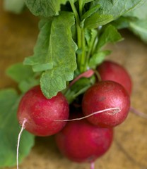Photo of Fresh early radish