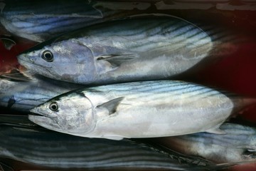Bonito, Sarda Sarda on bloody water