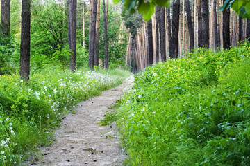 Empty hiking trail with green fresh grass and trees in spring pa