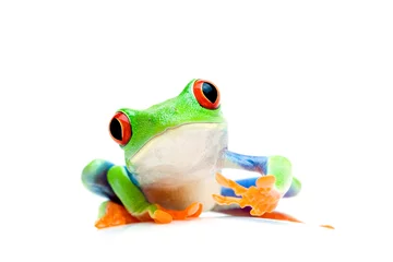 Papier Peint photo autocollant Grenouille grenouille curieux isolé sur blanc