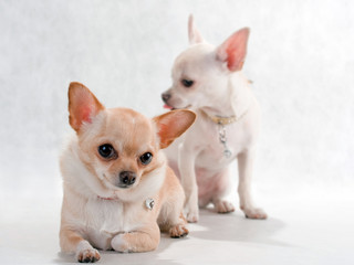 Chihuahua breed