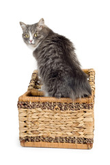 Fototapeta na wymiar gray cat coming out of a wicker chest