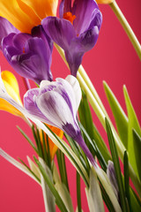 Fototapeta premium Spring holiday crocus flowers