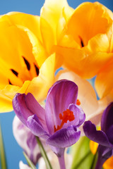 Naklejka premium Spring holiday crocus flowers
