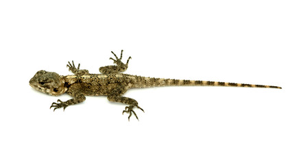 Agama isolated on white background