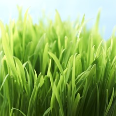Fototapeta na wymiar Spring Grass