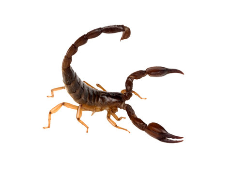 Scorpion closeup