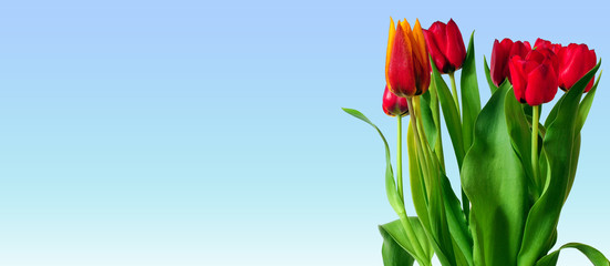 Frühling Blumen Tulpen