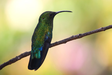 posed hummingbird