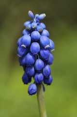 grape hyacinth