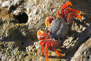Sally Lightfoot crab