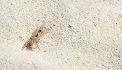 Crab