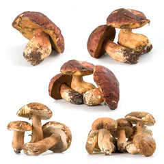 Funghi porcini set