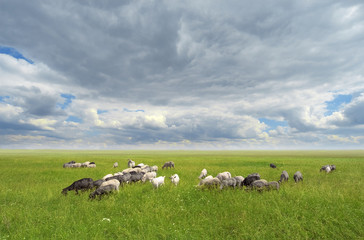 Fototapeta premium sheeps and goat