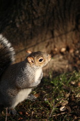 Very cute squirrel in warm sunlight