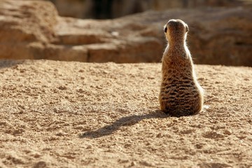 Madagascar Suricata on a clay landscape