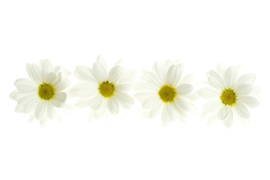 Four white daisy flower isolated on white