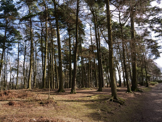 lickey hills