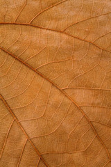 Naklejka na ściany i meble autumn leaf background